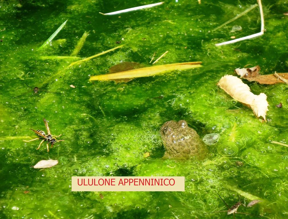 Agriturismo I Monti Di Salecchio Palazzuolo Sul Senio Exteriér fotografie